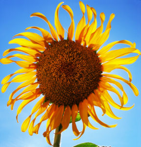 Sunflower Sunflower