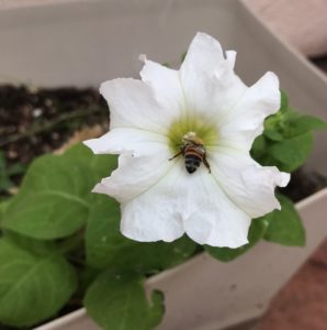 Outside, a bumblebee sits inside of a white petunia in a flower bed container.